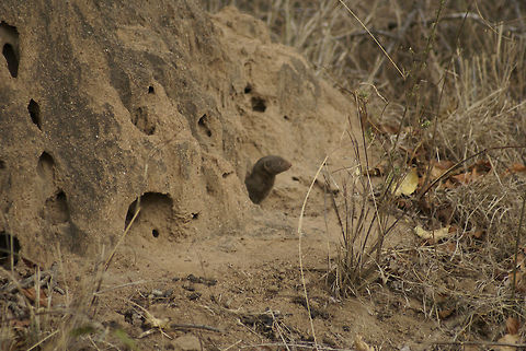 Common Dwarf Mongoose staring out his window Dwarf Mongoose commonly house in these termite mounds and make them their own. Common Dwarf Mongoose,Helogale parvula,Mongoose,South Africa,termite mound