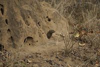 Common Dwarf Mongoose staring out his window Dwarf Mongoose commonly house in these termite mounds and make them their own. Common Dwarf Mongoose,Helogale parvula,Mongoose,South Africa,termite mound
