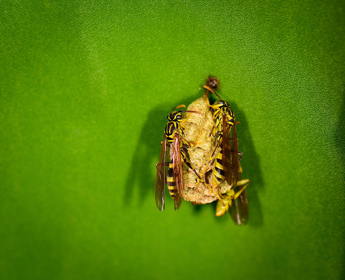 Mischocyttarus basimacula nest, Montezuma, Colombia Three paper wasps tending to their nest, which was found on the underside of a leaf.  Cerro Montezuma,Choco,Choc&oacute;,Colombia,Colombia Choco & Pacific region,Fall,Geotagged,Mischocyttarus basimacula,Montezuma,South America,Tatama National Park,Tatam&aacute; National Park,World