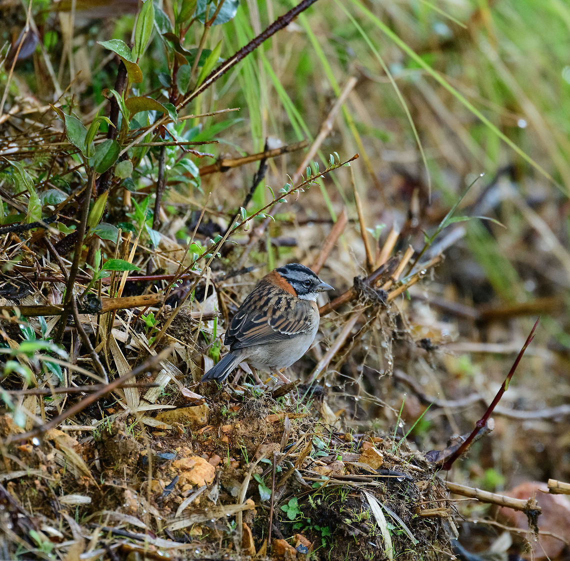 Rufous-collared sparrow, Tatama National Park Upon arriving at the highest elevation point of Tatama National Park, a 20km drive from the Montezuma, this was the first bird to greet us in the cloud forest. Cerro Montezuma,Choco,Chocó,Colombia,Colombia Choco & Pacific region,Montezuma,Rufous-collared sparrow,South America,Tatama National Park,Tatamá National Park,World,Zonotrichia capensis