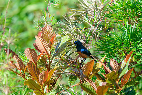 Chestnut-bellied flowerpiercer, Tatama National Park Our first endemic bird, minutes after arriving at the highest elevation point of Tatama National Park. This bird only occurs at high elevation points in the Western Andes. Population size scattered across habitats is estimated at 1000-2499, and decreasing.
https://www.jungledragon.com/image/54978/chestnut-bellied_flowerpiercer_side_view_tatama_national_park.html
https://www.jungledragon.com/image/54979/chestnut-bellied_flowerpiercer_side_view_-_ii_tatama_national_park.html Cerro Montezuma,Chestnut-bellied flowerpiercer,Choco,Choc&oacute;,Colombia,Colombia Choco & Pacific region,Diglossa gloriosissima,Fall,Geotagged,Montezuma,South America,Tatama National Park,Tatam&aacute; National Park,World