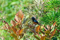 Chestnut-bellied flowerpiercer, Tatama National Park Our first endemic bird, minutes after arriving at the highest elevation point of Tatama National Park. This bird only occurs at high elevation points in the Western Andes. Population size scattered across habitats is estimated at 1000-2499, and decreasing.<br />
https://www.jungledragon.com/image/54978/chestnut-bellied_flowerpiercer_side_view_tatama_national_park.html<br />
https://www.jungledragon.com/image/54979/chestnut-bellied_flowerpiercer_side_view_-_ii_tatama_national_park.html Cerro Montezuma,Chestnut-bellied flowerpiercer,Choco,Chocó,Colombia,Colombia Choco & Pacific region,Diglossa gloriosissima,Fall,Geotagged,Montezuma,South America,Tatama National Park,Tatamá National Park,World