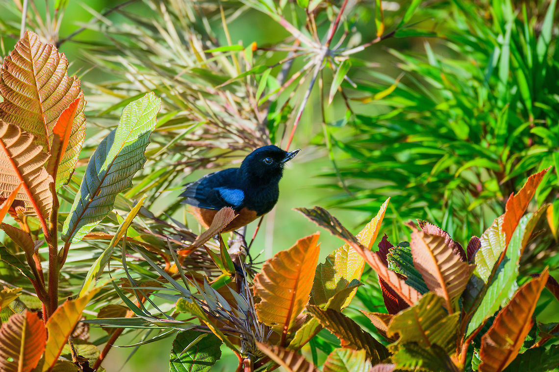 Chestnut-bellied flowerpiercer side view, Tatama National Park Our first endemic bird, minutes after arriving at the highest elevation point of Tatama National Park. This bird only occurs at high elevation points in the Western Andes. Population size scattered across habitats is estimated at 1000-2499, and decreasing. <br />
<figure class="photo"><a href="https://www.jungledragon.com/image/54977/chestnut-bellied_flowerpiercer_tatama_national_park.html" title="Chestnut-bellied flowerpiercer, Tatama National Park"><img src="https://s3.amazonaws.com/media.jungledragon.com/images/2/54977_thumb.jpg?AWSAccessKeyId=05GMT0V3GWVNE7GGM1R2&Expires=1759968010&Signature=bs%2FXFN4mqxpH9HZaQWlQ%2B1P4Xj4%3D" width="200" height="134" alt="Chestnut-bellied flowerpiercer, Tatama National Park Our first endemic bird, minutes after arriving at the highest elevation point of Tatama National Park. This bird only occurs at high elevation points in the Western Andes. Population size scattered across habitats is estimated at 1000-2499, and decreasing.<br />
https://www.jungledragon.com/image/54978/chestnut-bellied_flowerpiercer_side_view_tatama_national_park.html<br />
https://www.jungledragon.com/image/54979/chestnut-bellied_flowerpiercer_side_view_-_ii_tatama_national_park.html Cerro Montezuma,Chestnut-bellied flowerpiercer,Choco,Chocó,Colombia,Colombia Choco & Pacific region,Diglossa gloriosissima,Fall,Geotagged,Montezuma,South America,Tatama National Park,Tatamá National Park,World" /></a></figure><br />
<figure class="photo"><a href="https://www.jungledragon.com/image/54979/chestnut-bellied_flowerpiercer_side_view_-_ii_tatama_national_park.html" title="Chestnut-bellied flowerpiercer side view - II, Tatama National Park"><img src="https://s3.amazonaws.com/media.jungledragon.com/images/2/54979_thumb.jpg?AWSAccessKeyId=05GMT0V3GWVNE7GGM1R2&Expires=1759968010&Signature=wtnRtsL5L0Wnyz0r%2FNR0P%2BfPBrQ%3D" width="200" height="134" alt="Chestnut-bellied flowerpiercer side view - II, Tatama National Park Our first endemic bird, minutes after arriving at the highest elevation point of Tatama National Park. This bird only occurs at high elevation points in the Western Andes. Population size scattered across habitats is estimated at 1000-2499, and decreasing. <br />
https://www.jungledragon.com/image/54978/chestnut-bellied_flowerpiercer_side_view_tatama_national_park.html<br />
https://www.jungledragon.com/image/54977/chestnut-bellied_flowerpiercer_tatama_national_park.html Cerro Montezuma,Chestnut-bellied flowerpiercer,Choco,Chocó,Colombia,Colombia Choco & Pacific region,Diglossa gloriosissima,Fall,Geotagged,Montezuma,South America,Tatama National Park,Tatamá National Park,World" /></a></figure> Cerro Montezuma,Chestnut-bellied flowerpiercer,Choco,Chocó,Colombia,Colombia Choco & Pacific region,Diglossa gloriosissima,Fall,Geotagged,Montezuma,South America,Tatama National Park,Tatamá National Park,World