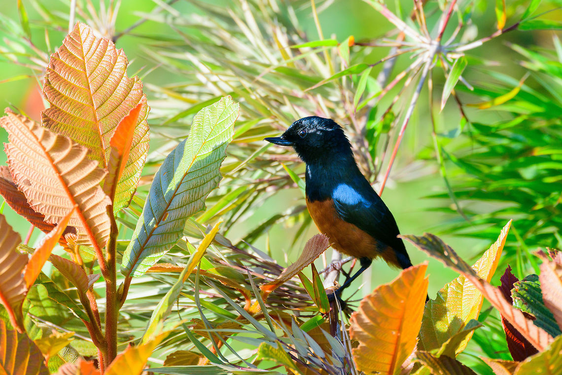 Chestnut-bellied flowerpiercer side view - II, Tatama National Park Our first endemic bird, minutes after arriving at the highest elevation point of Tatama National Park. This bird only occurs at high elevation points in the Western Andes. Population size scattered across habitats is estimated at 1000-2499, and decreasing. <br />
<figure class="photo"><a href="https://www.jungledragon.com/image/54978/chestnut-bellied_flowerpiercer_side_view_tatama_national_park.html" title="Chestnut-bellied flowerpiercer side view, Tatama National Park"><img src="https://s3.amazonaws.com/media.jungledragon.com/images/2/54978_thumb.jpg?AWSAccessKeyId=05GMT0V3GWVNE7GGM1R2&Expires=1759968010&Signature=ilVgWJ%2FvxNv3d7OIUlAmIUueycA%3D" width="200" height="134" alt="Chestnut-bellied flowerpiercer side view, Tatama National Park Our first endemic bird, minutes after arriving at the highest elevation point of Tatama National Park. This bird only occurs at high elevation points in the Western Andes. Population size scattered across habitats is estimated at 1000-2499, and decreasing. <br />
https://www.jungledragon.com/image/54977/chestnut-bellied_flowerpiercer_tatama_national_park.html<br />
https://www.jungledragon.com/image/54979/chestnut-bellied_flowerpiercer_side_view_-_ii_tatama_national_park.html Cerro Montezuma,Chestnut-bellied flowerpiercer,Choco,Choc&oacute;,Colombia,Colombia Choco &amp; Pacific region,Diglossa gloriosissima,Fall,Geotagged,Montezuma,South America,Tatama National Park,Tatam&aacute; National Park,World" /></a></figure><br />
<figure class="photo"><a href="https://www.jungledragon.com/image/54977/chestnut-bellied_flowerpiercer_tatama_national_park.html" title="Chestnut-bellied flowerpiercer, Tatama National Park"><img src="https://s3.amazonaws.com/media.jungledragon.com/images/2/54977_thumb.jpg?AWSAccessKeyId=05GMT0V3GWVNE7GGM1R2&Expires=1759968010&Signature=bs%2FXFN4mqxpH9HZaQWlQ%2B1P4Xj4%3D" width="200" height="134" alt="Chestnut-bellied flowerpiercer, Tatama National Park Our first endemic bird, minutes after arriving at the highest elevation point of Tatama National Park. This bird only occurs at high elevation points in the Western Andes. Population size scattered across habitats is estimated at 1000-2499, and decreasing.<br />
https://www.jungledragon.com/image/54978/chestnut-bellied_flowerpiercer_side_view_tatama_national_park.html<br />
https://www.jungledragon.com/image/54979/chestnut-bellied_flowerpiercer_side_view_-_ii_tatama_national_park.html Cerro Montezuma,Chestnut-bellied flowerpiercer,Choco,Choc&oacute;,Colombia,Colombia Choco &amp; Pacific region,Diglossa gloriosissima,Fall,Geotagged,Montezuma,South America,Tatama National Park,Tatam&aacute; National Park,World" /></a></figure> Cerro Montezuma,Chestnut-bellied flowerpiercer,Choco,Chocó,Colombia,Colombia Choco & Pacific region,Diglossa gloriosissima,Fall,Geotagged,Montezuma,South America,Tatama National Park,Tatamá National Park,World