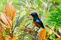 Chestnut-bellied flowerpiercer side view - II, Tatama National Park Our first endemic bird, minutes after arriving at the highest elevation point of Tatama National Park. This bird only occurs at high elevation points in the Western Andes. Population size scattered across habitats is estimated at 1000-2499, and decreasing. <br />
https://www.jungledragon.com/image/54978/chestnut-bellied_flowerpiercer_side_view_tatama_national_park.html<br />
https://www.jungledragon.com/image/54977/chestnut-bellied_flowerpiercer_tatama_national_park.html Cerro Montezuma,Chestnut-bellied flowerpiercer,Choco,Choc&oacute;,Colombia,Colombia Choco & Pacific region,Diglossa gloriosissima,Fall,Geotagged,Montezuma,South America,Tatama National Park,Tatam&aacute; National Park,World