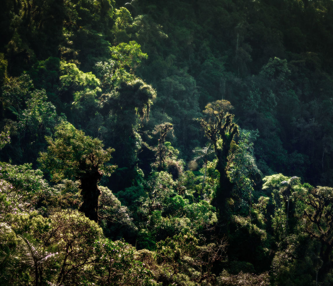Good morning, Cloud Forest From the peak of Tatama National Park, a first look around the cloud forest. A type of eco system we had not seen before on any previous journeys. Key characteristic of this type of forest (besides elevation) are the extremely moist conditions. This is reflected in the vegetation, where you can see every tree covered in moss and vascular plants. On top of that layer are fungi, and sometimes rare orchids. A single tree in this type of forest seems like an ecosystem in itself. <br />
<br />
Quite a nightmare for a macro photographer, since you want to spend an hour at each and every single tree, but there&#039;s so much distance to cover. Cerro Montezuma,Choco,Chocó,Colombia,Colombia Choco & Pacific region,Fall,Geotagged,Landscapes,Montezuma,South America,Tatama National Park,Tatamá National Park,World,cloud forest