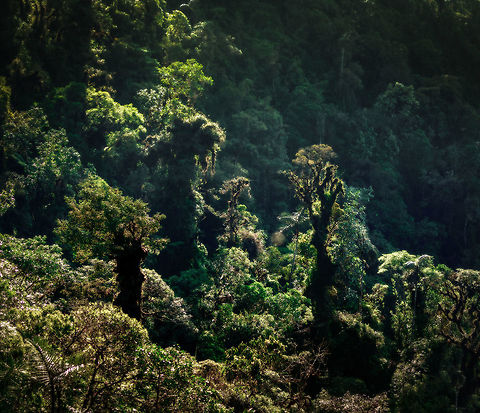 Good morning, Cloud Forest From the peak of Tatama National Park, a first look around the cloud forest. A type of eco system we had not seen before on any previous journeys. Key characteristic of this type of forest (besides elevation) are the extremely moist conditions. This is reflected in the vegetation, where you can see every tree covered in moss and vascular plants. On top of that layer are fungi, and sometimes rare orchids. A single tree in this type of forest seems like an ecosystem in itself. 

Quite a nightmare for a macro photographer, since you want to spend an hour at each and every single tree, but there's so much distance to cover. Cerro Montezuma,Choco,Chocó,Colombia,Colombia Choco & Pacific region,Fall,Geotagged,Landscapes,Montezuma,South America,Tatama National Park,Tatamá National Park,World,cloud forest
