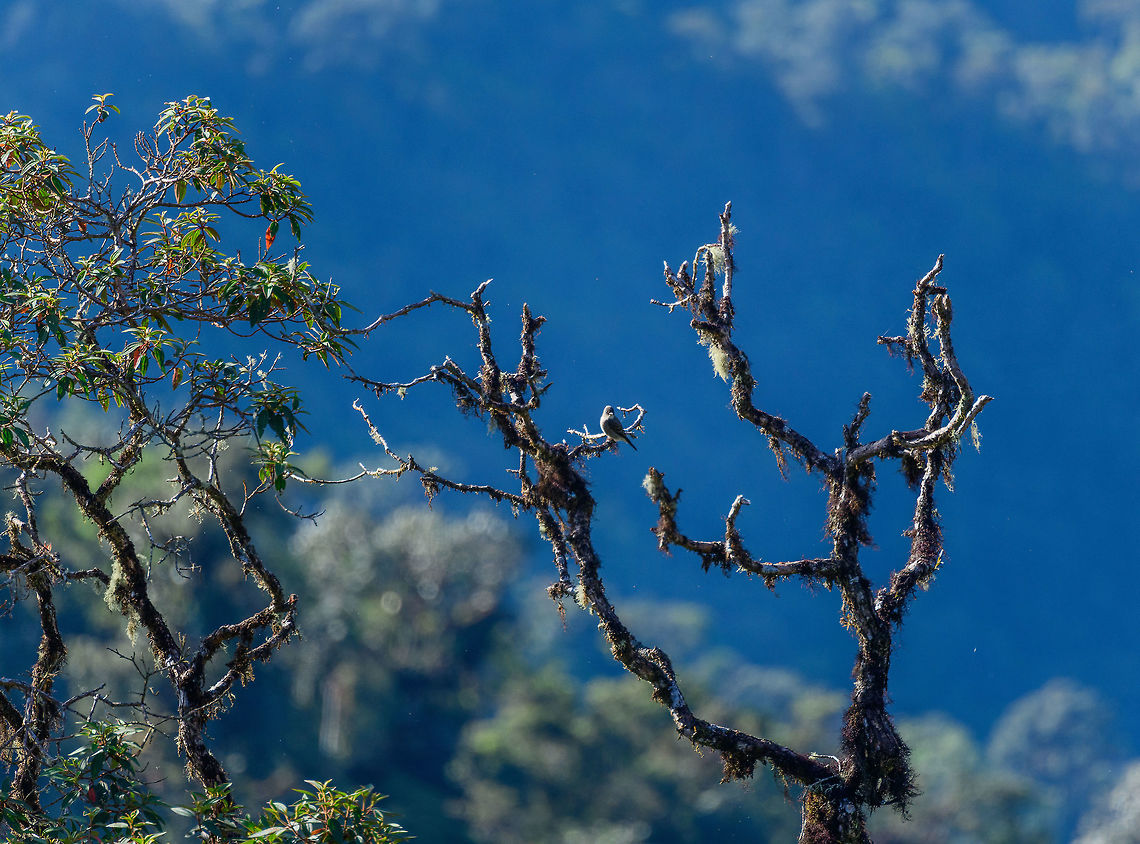 Smoke-colored pewee, Tatama National Park Remote view of a Smoke-colored pewee at the peak of Tatama National Park. Cerro Montezuma,Choco,Choc&oacute;,Colombia,Colombia Choco & Pacific region,Contopus fumigatus,Fall,Geotagged,Montezuma,Smoke-colored pewee,South America,Tatama National Park,Tatam&aacute; National Park,World