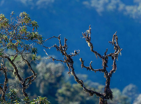 Smoke-colored pewee, Tatama National Park Remote view of a Smoke-colored pewee at the peak of Tatama National Park. Cerro Montezuma,Choco,Choc&oacute;,Colombia,Colombia Choco & Pacific region,Contopus fumigatus,Fall,Geotagged,Montezuma,Smoke-colored pewee,South America,Tatama National Park,Tatam&aacute; National Park,World