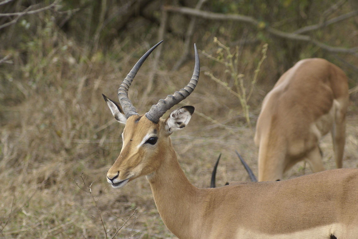 Male Impala Overseeing his harem. Captured in Kruger National Park, which has over 600,000 impalas. Artiodactyla,Impala,Kruger,Mammals,South Africa