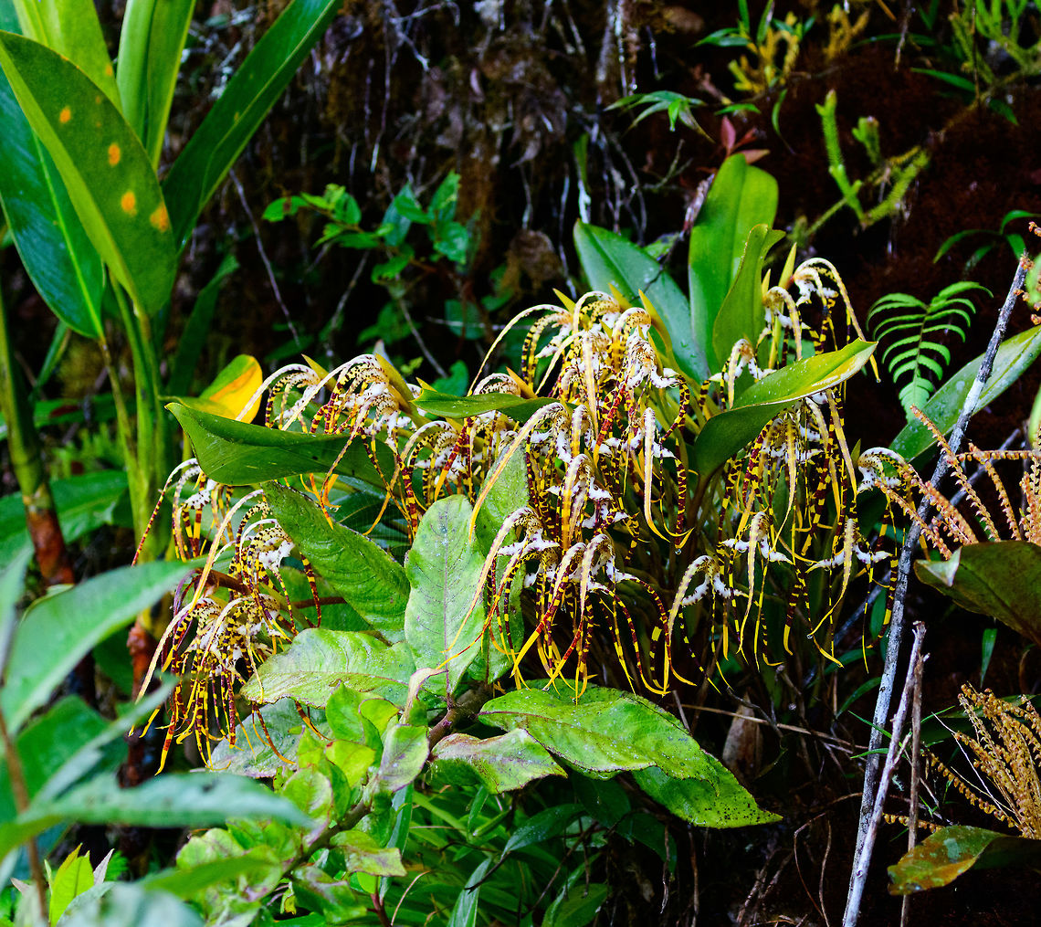 Maxillaria speciosa orchid, Tatama National Park, Colombia Growing in the wild in the cloud forest of Tatama National Park. Some sources claim the common name &quot;Outstanding Maxillaria&quot;, yet other sources attribute this common name to entirely different species, so using the binomial name only to be safe.  Cerro Montezuma,Choco,Chocó,Colombia,Colombia Choco & Pacific region,Fall,Geotagged,Maxillaria speciosa,Montezuma,Orchids,South America,Tatama National Park,Tatamá National Park,World
