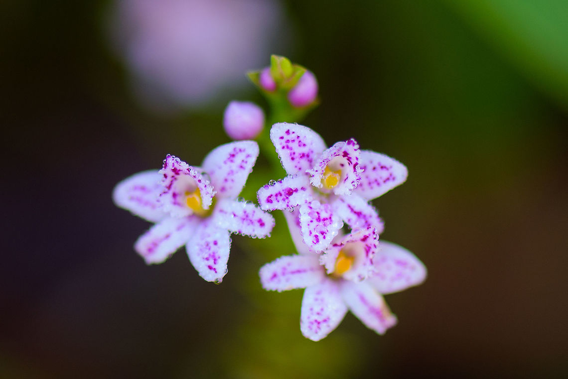 Epidendrum fimbriatum, Tiny white flowers with pink/purple spots, Colombia Macro and crop of the tiny flowers of a plant found in the cloud forest of Tatama National Park, Colombia. The flowers have 5 pedals that are white, with purplish spots. Cerro Montezuma,Choco,Chocó,Colombia,Colombia Choco & Pacific region,Epidendrum fimbriatum,Montezuma,South America,Tatama National Park,Tatamá National Park,World