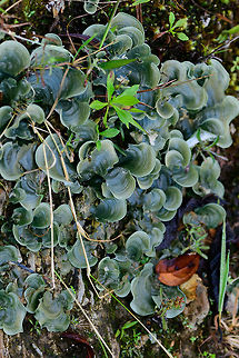 Cora Coca, Tatama National Park, Colombia This species of fungi has been recently described in a paper by Dr. Luis Fernando Coca, one of Colombia's top fungi specialists. Cora, this species' genus, is remarkable, according to Luis:

"something amazing about Cora is that traditionally was just one species and from 2014 Cora has 120 different species, and probably 400"

The species itself in this case was directly growing on rock, possibly making it (part of) a lichen:
https://www.jungledragon.com/image/55055/dictyonema_coca_or_cora_coca_growing_on_rock_tatama_national_park_colombia.html
I fail to understand how lichens work exactly, but this article may provide some background:
https://phys.org/news/2014-07-south-american-lichen-species-fungi.html

 Cerro Montezuma,Choco,Chocó,Colombia,Colombia Choco & Pacific region,Dictyonema coca,Fall,Geotagged,Montezuma,South America,Tatama National Park,Tatamá National Park,World