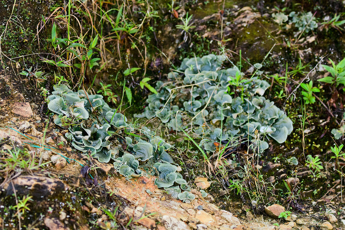 Cora Coca growing on rock, Tatama National Park, Colombia For more background on this species&#039; naming and status, please check this other photos&#039; description:<br />
<figure class="photo"><a href="https://www.jungledragon.com/image/55054/cora_coca_tatama_national_park_colombia.html" title="Cora Coca, Tatama National Park, Colombia"><img src="https://s3.amazonaws.com/media.jungledragon.com/images/2/55054_thumb.jpg?AWSAccessKeyId=05GMT0V3GWVNE7GGM1R2&Expires=1763596810&Signature=5H26d%2Fx9LmNfoeMtCerM%2BWy0NL4%3D" width="102" height="152" alt="Cora Coca, Tatama National Park, Colombia This species of fungi has been recently described in a paper by Dr. Luis Fernando Coca, one of Colombia&#039;s top fungi specialists. Cora, this species&#039; genus, is remarkable, according to Luis:<br />
<br />
&quot;something amazing about Cora is that traditionally was just one species and from 2014 Cora has 120 different species, and probably 400&quot;<br />
<br />
The species itself in this case was directly growing on rock, possibly making it (part of) a lichen:<br />
https://www.jungledragon.com/image/55055/dictyonema_coca_or_cora_coca_growing_on_rock_tatama_national_park_colombia.html<br />
I fail to understand how lichens work exactly, but this article may provide some background:<br />
https://phys.org/news/2014-07-south-american-lichen-species-fungi.html<br />
<br />
 Cerro Montezuma,Choco,Choc&oacute;,Colombia,Colombia Choco &amp; Pacific region,Dictyonema coca,Fall,Geotagged,Montezuma,South America,Tatama National Park,Tatam&aacute; National Park,World" /></a></figure> Cerro Montezuma,Choco,Chocó,Colombia,Colombia Choco & Pacific region,Fall,Geotagged,Montezuma,South America,Tatama National Park,Tatamá National Park,World