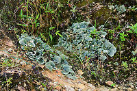 Cora Coca growing on rock, Tatama National Park, Colombia For more background on this species' naming and status, please check this other photos' description:<br />
https://www.jungledragon.com/image/55054/dictyonema_coca_or_cora_coca_tatama_national_park_colombia.html Cerro Montezuma,Choco,Chocó,Colombia,Colombia Choco & Pacific region,Fall,Geotagged,Montezuma,South America,Tatama National Park,Tatamá National Park,World