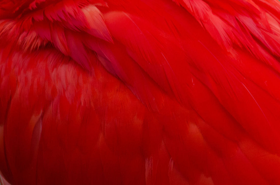 Scarlet Ibis feather closeup This is one for the feather closeup list. Beekse bergen,Eudocimus ruber,Scarlet Ibis