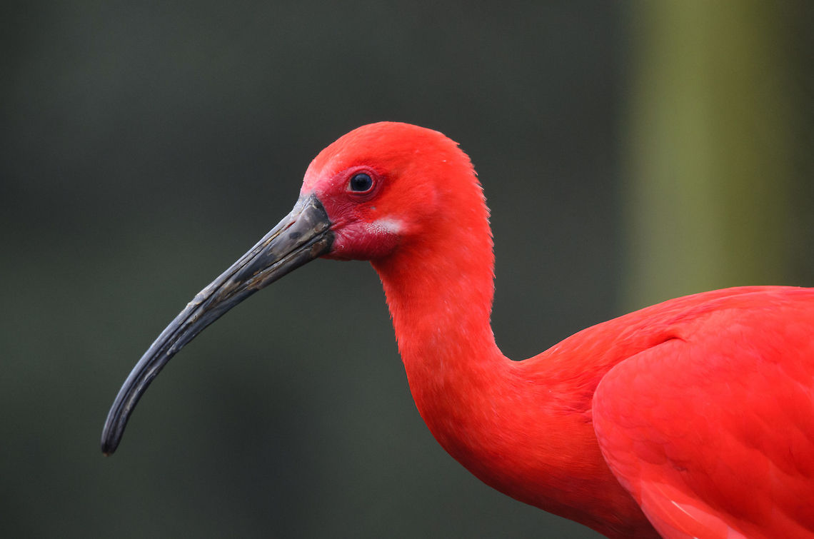 Scarlet Ibis portrait A bird so bright it will overexpose the red sensor of your camera.  Beekse Bergen,Eudocimus ruber,Scarlet Ibis