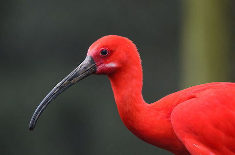 Scarlet Ibis portrait A bird so bright it will overexpose the red sensor of your camera.  Beekse Bergen,Eudocimus ruber,Scarlet Ibis
