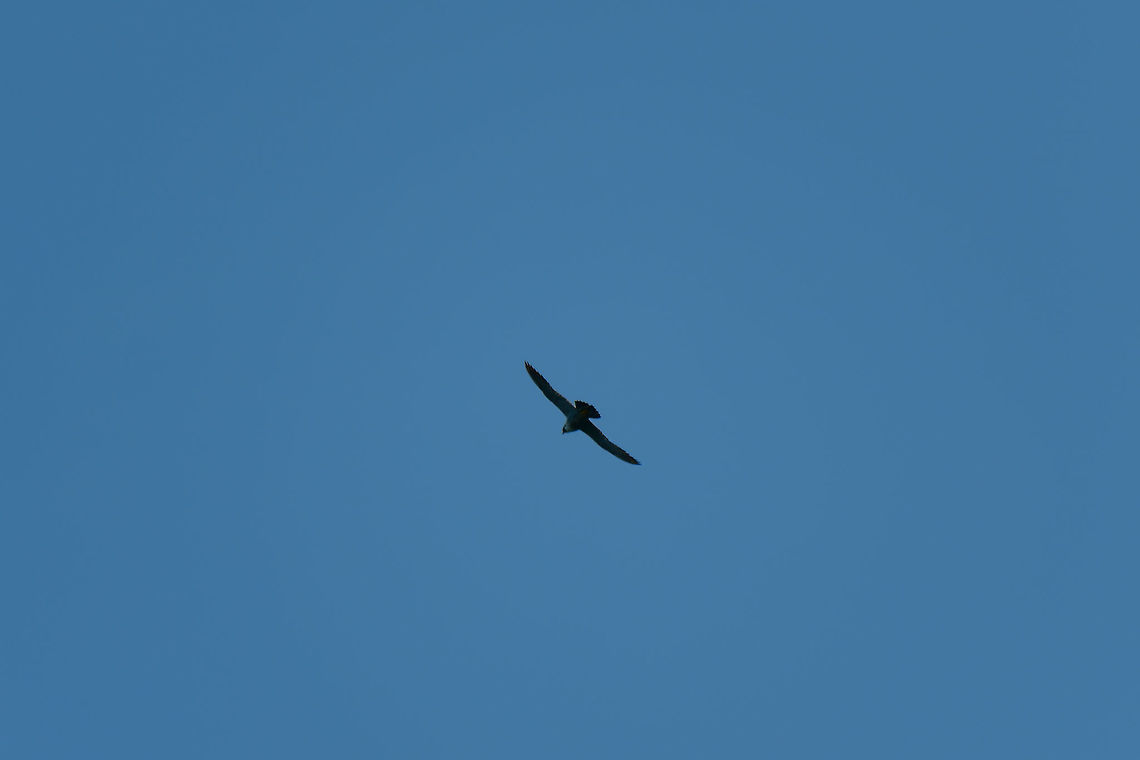 Peregrine falcon, Tatama National Park, Colombia I know it's a horrible photo, it's the only one I have of this bird. You're going to have to take my word for it that this is a semiplumbeous hawk, confirmed by 3 guides. You can see its white underparts when looking closely. Cerro Montezuma,Choco,Choc&oacute;,Colombia,Colombia Choco & Pacific region,Falco peregrinus,Fall,Geotagged,Montezuma,Peregrine falcon,South America,Tatama National Park,Tatam&aacute; National Park,World