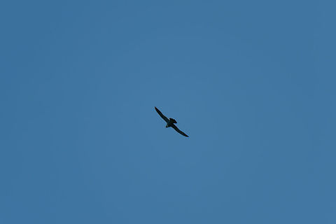 Peregrine falcon, Tatama National Park, Colombia I know it's a horrible photo, it's the only one I have of this bird. You're going to have to take my word for it that this is a semiplumbeous hawk, confirmed by 3 guides. You can see its white underparts when looking closely. Cerro Montezuma,Choco,Chocó,Colombia,Colombia Choco & Pacific region,Falco peregrinus,Fall,Geotagged,Montezuma,Peregrine falcon,South America,Tatama National Park,Tatamá National Park,World