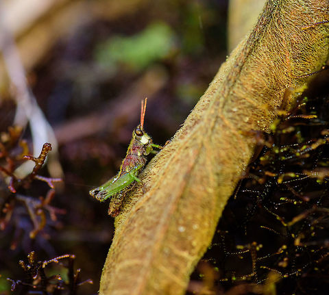 Small grasshopper, Tatama National Park, Colombia About 3-5 cm, bright red antennae, white cheeks, overall red abdomen. Cerro Montezuma,Choco,Chocó,Colombia,Colombia Choco & Pacific region,Montezuma,South America,Tatama National Park,Tatamá National Park,World