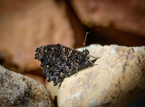 Westwood's Mottled Satyr
