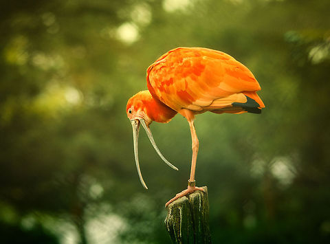 Scarlet Ibis with open beak Swimming in an ocean of green. Beekse Bergen,Eudocimus ruber,Scarlet Ibis