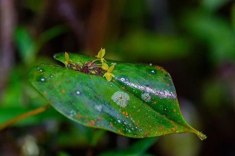 Pleurothallis antonensis