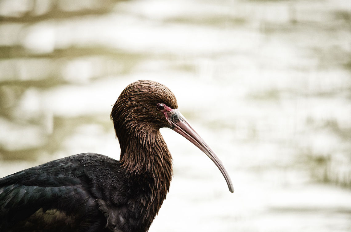 Puna Ibis (Plegadis ridgwayi) Another new Ibis to introduce to the collection. Beekse bergen,Plegadis ridgwayi,Puna Ibis