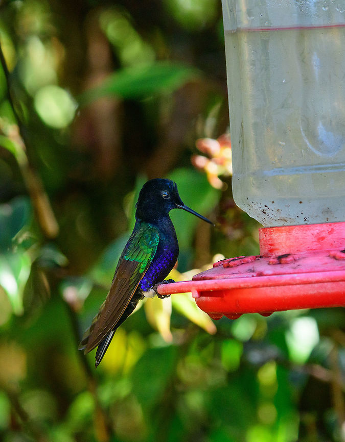 Velvet-purple coronet, Tatama National Park Feeder shot of a Velvet-purple coronet. Boissonneaua jardini,Cerro Montezuma,Choco,Chocó,Colombia,Colombia Choco & Pacific region,Fall,Geotagged,Montezuma,South America,Tatama National Park,Tatamá National Park,Velvet-purple coronet,World