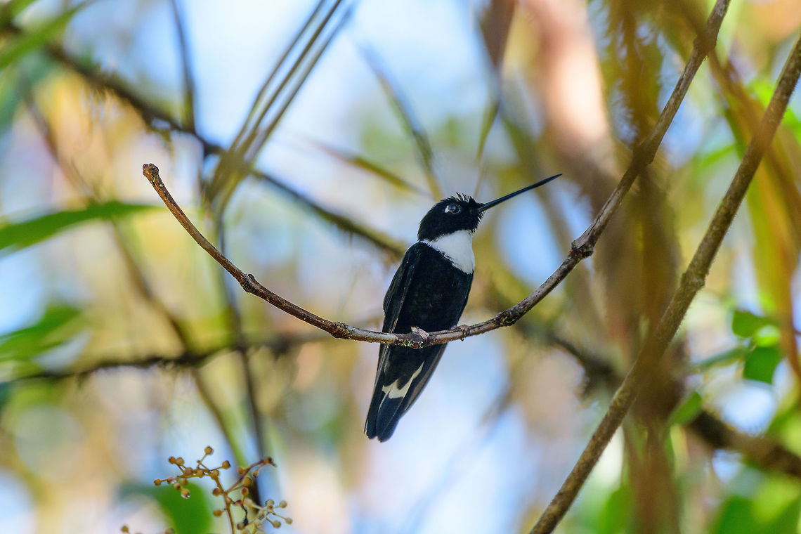 Collared Inca perched, Tatama National Park, Colombia In Colombia, one of the easiest to recognize hummingbirds due to its large white patch. Cerro Montezuma,Choco,Chocó,Coeligena torquata,Collared inca,Colombia,Colombia Choco & Pacific region,Montezuma,South America,Tatama National Park,Tatamá National Park,World