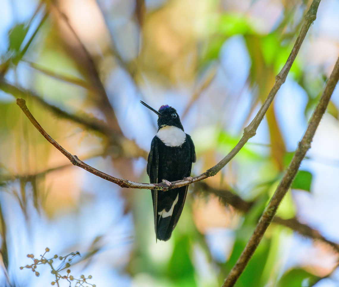 Collared Inca perched front view, Tatama National Park, Colombia  Cerro Montezuma,Choco,Chocó,Coeligena torquata,Collared inca,Colombia,Colombia Choco & Pacific region,Fall,Geotagged,Montezuma,South America,Tatama National Park,Tatamá National Park,World