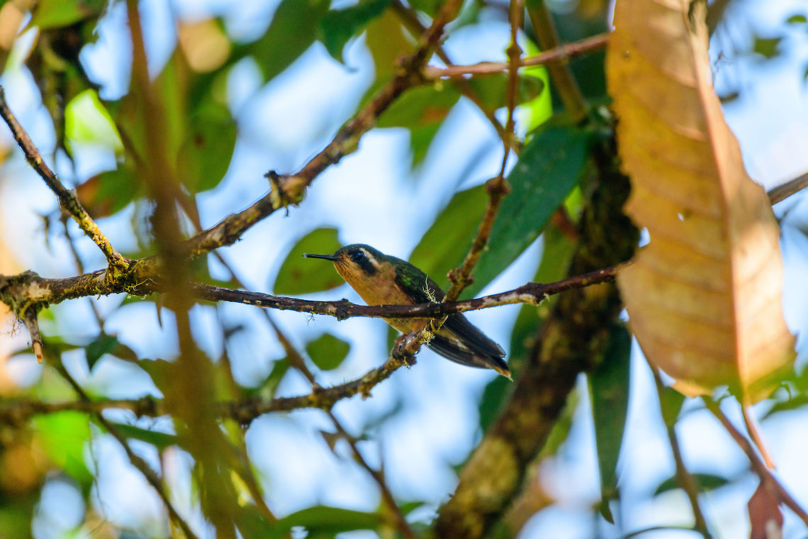Specled Hummingbird, Tatama National Park, Colombia  Adelomyia melanogenys,Cerro Montezuma,Choco,Choc&oacute;,Colombia,Colombia Choco & Pacific region,Montezuma,South America,Speckled hummingbird,Tatama National Park,Tatam&aacute; National Park,World