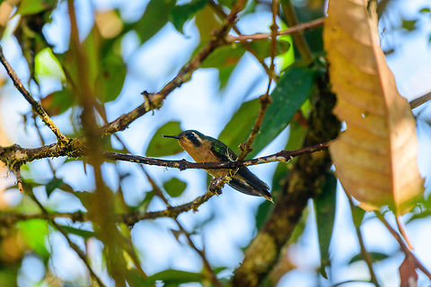 Specled Hummingbird, Tatama National Park, Colombia  Adelomyia melanogenys,Cerro Montezuma,Choco,Choc&oacute;,Colombia,Colombia Choco & Pacific region,Montezuma,South America,Speckled hummingbird,Tatama National Park,Tatam&aacute; National Park,World