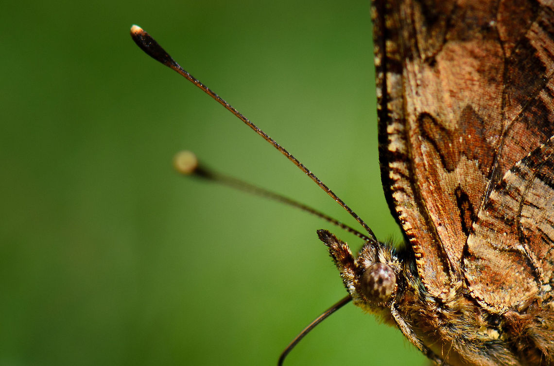 Fritillary Macro 2/2 An unusual crop zoom to show the details of this Fritillary&#039;s face. Comma,Heesch,Macro,Polygonia c-album