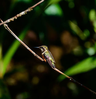 Gorgeted woodstar, Tatama National Park, Colombia I originally misidentified this as a female purple-throated woodstar. Incorrect based on its tail, which is short and gorgeted for the Gorgeted woodstar, as seen on this pic, whilst the purple-throated woodstar has a longer tail. Cerro Montezuma,Chaetocercus heliodor,Choco,Choc&oacute;,Colombia,Colombia Choco & Pacific region,Fall,Geotagged,Gorgeted woodstar,Montezuma,South America,Tatama National Park,Tatam&aacute; National Park,World