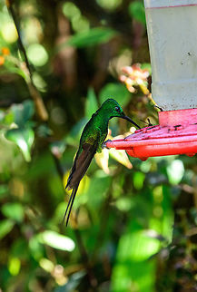 Empress Brilliant at feeder, Tatama National Park, Colombia A stunning species, wish I had better shots of it. This is the male. Female here:
https://www.jungledragon.com/image/55157/empress_brilliant_female_tatama_national_park_colombia.html Cerro Montezuma,Choco,Choc&oacute;,Colombia,Colombia Choco & Pacific region,Empress brilliant,Fall,Geotagged,Heliodoxa imperatrix,Montezuma,South America,Tatama National Park,Tatam&aacute; National Park,World