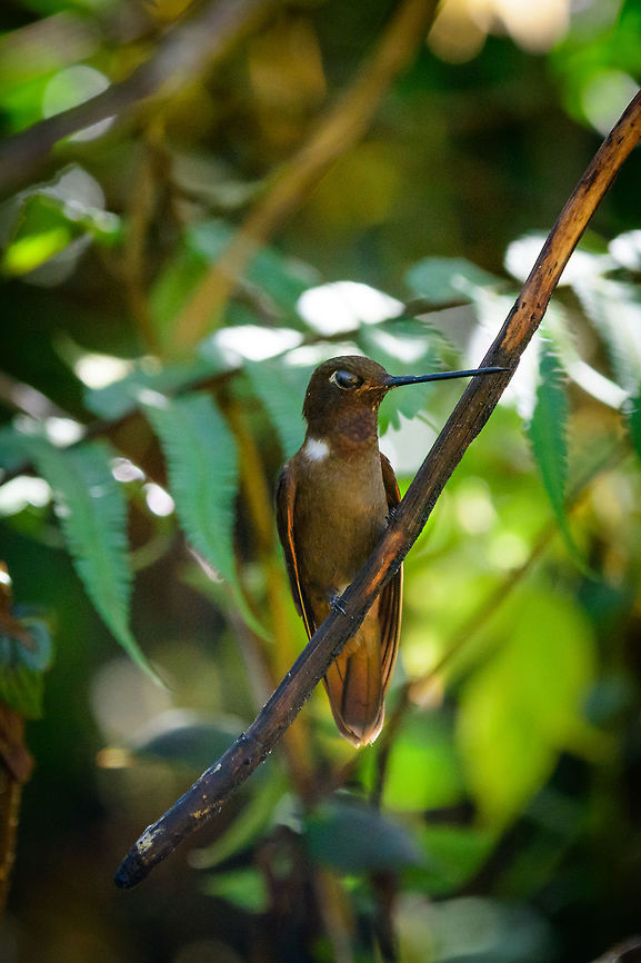 Brown Inca perched, Tatama National Park, Colombia <figure class="photo"><a href="https://www.jungledragon.com/image/55154/brown_inca_in_flight_tatama_national_park_colombia.html" title="Brown Inca in flight, Tatama National Park, Colombia"><img src="https://s3.amazonaws.com/media.jungledragon.com/images/2/55154_thumb.jpg?AWSAccessKeyId=05GMT0V3GWVNE7GGM1R2&Expires=1759968010&Signature=OmpobcbobFCdDC%2FVu13PympRQSE%3D" width="118" height="152" alt="Brown Inca in flight, Tatama National Park, Colombia  Brown Inca,Cerro Montezuma,Choco,Choc&oacute;,Coeligena wilsoni,Colombia,Colombia Choco &amp; Pacific region,Fall,Geotagged,Montezuma,South America,Tatama National Park,Tatam&aacute; National Park,World" /></a></figure> Brown Inca,Cerro Montezuma,Choco,Chocó,Coeligena wilsoni,Colombia,Colombia Choco & Pacific region,Fall,Geotagged,Montezuma,South America,Tatama National Park,Tatamá National Park,World