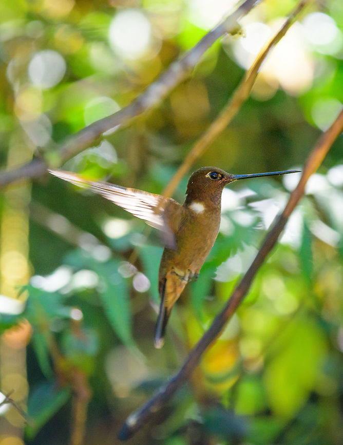 Brown Inca in flight, Tatama National Park, Colombia  Brown Inca,Cerro Montezuma,Choco,Chocó,Coeligena wilsoni,Colombia,Colombia Choco & Pacific region,Fall,Geotagged,Montezuma,South America,Tatama National Park,Tatamá National Park,World