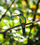 Empress Brilliant female, Tatama National Park, Colombia  Cerro Montezuma,Choco,Choc&oacute;,Colombia,Colombia Choco & Pacific region,Empress brilliant,Fall,Geotagged,Heliodoxa imperatrix,Montezuma,South America,Tatama National Park,Tatam&aacute; National Park,World