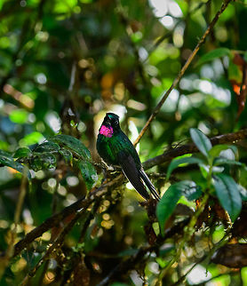 Tourmaline Sunangel, Tatama National Park, Colombia  Cerro Montezuma,Choco,Chocó,Colombia,Colombia Choco & Pacific region,Fall,Geotagged,Heliangelus exortis,Montezuma,South America,Tatama National Park,Tatamá National Park,Tourmaline sunangel,World