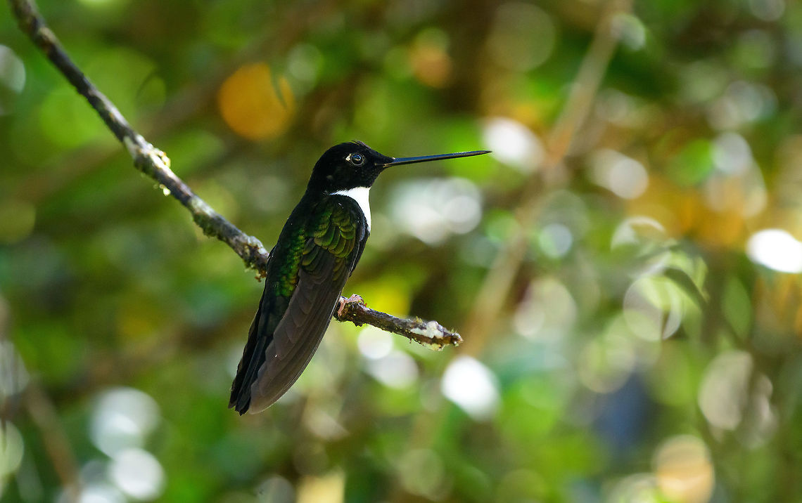 Collared Inca closeup, Tatama National Park, Colombia  Cerro Montezuma,Choco,Chocó,Coeligena torquata,Collared inca,Colombia,Colombia Choco & Pacific region,Fall,Geotagged,Montezuma,South America,Tatama National Park,Tatamá National Park,World