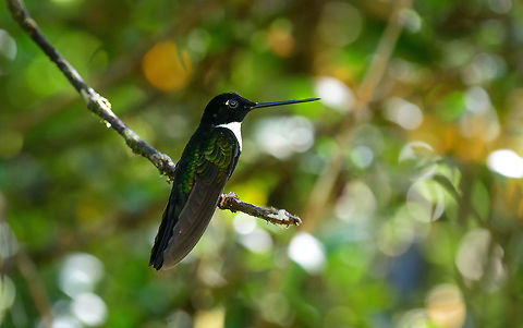 Collared Inca closeup, Tatama National Park, Colombia  Cerro Montezuma,Choco,Chocó,Coeligena torquata,Collared inca,Colombia,Colombia Choco & Pacific region,Fall,Geotagged,Montezuma,South America,Tatama National Park,Tatamá National Park,World