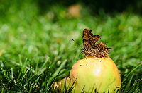 Fritillary Macro 1/2 We don't use the apples from the apple tree in our garden, so we'll just let birds and insects eat them. Where others find them a pest, we find it beautiful.<br />
<br />
This probably is a fritillary butterfly, but I'm not sure which one. The butterfly looks fairly dull this way, but reveals bright orange wings when opened. Comma,Heesch,Macro,Polygonia c-album