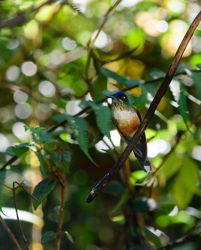 Violet-tailed sylph female, Tatama National Park, Colombia Enormous difference with the male of this species:<br />
<figure class="photo"><a href="https://www.jungledragon.com/image/54761/violet-tailed_sylph_at_feeder_male.html" title="Violet-tailed sylph at feeder, male"><img src="https://s3.amazonaws.com/media.jungledragon.com/images/2/54761_thumb.jpg?AWSAccessKeyId=05GMT0V3GWVNE7GGM1R2&Expires=1759968010&Signature=JCyOfPH7%2BllO%2F8LYc15K6SB9NF8%3D" width="140" height="152" alt="Violet-tailed sylph at feeder, male Photographed at the feeder near the Montezuma lodge on the first night of our arrival. I&#039;d of course prefer to separate the bird from the feeder, but in this case it&#039;s the only good shot showing this species&#039; awesome color. This species occurs in the Western Andes. The long tail indicates that this is the male. Aglaiocercus coelestis,Cerro Montezuma,Choco,Choc&oacute;,Colombia,Colombia Choco &amp; Pacific region,Fall,Geotagged,Montezuma,South America,Tatama National Park,Tatam&aacute; National Park,Violet-tailed sylph,World" /></a></figure> Aglaiocercus coelestis,Cerro Montezuma,Choco,Chocó,Colombia,Colombia Choco & Pacific region,Fall,Geotagged,Montezuma,South America,Tatama National Park,Tatamá National Park,Violet-tailed sylph,World