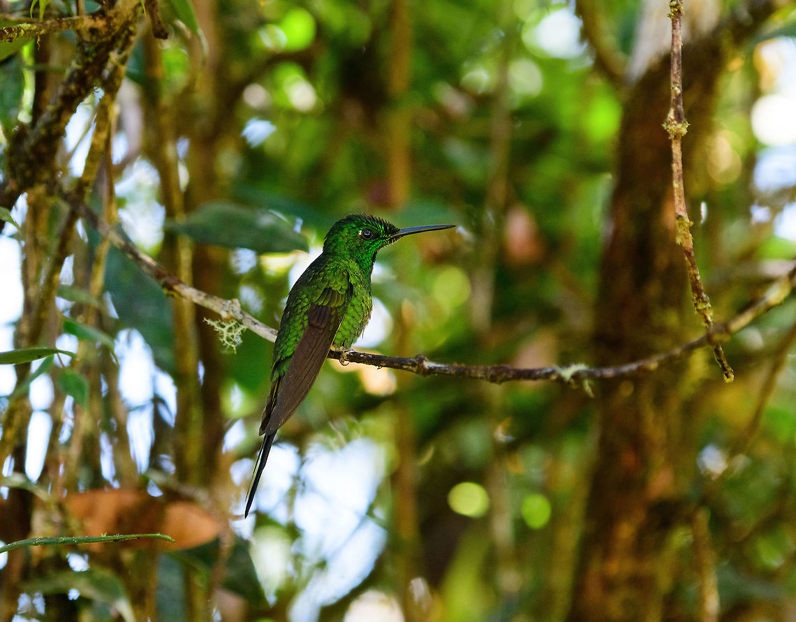 Empress Brilliant male, Tatama National Park, Colombia  Cerro Montezuma,Choco,Chocó,Colombia,Colombia Choco & Pacific region,Empress brilliant,Fall,Geotagged,Heliodoxa imperatrix,Montezuma,South America,Tatama National Park,Tatamá National Park,World