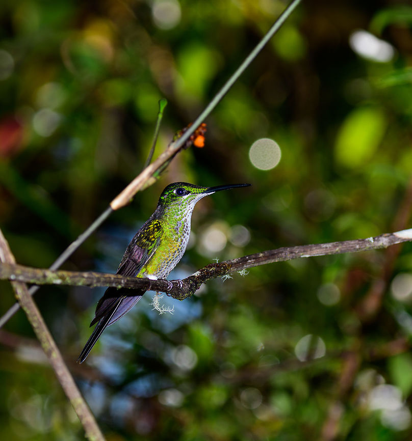 Empress Brilliant female - side view, Tatama National Park, Colombia It took me way too long to realize that this is the exact same species (and individual) as this:<br />
<figure class="photo"><a href="https://www.jungledragon.com/image/55157/empress_brilliant_female_tatama_national_park_colombia.html" title="Empress Brilliant female, Tatama National Park, Colombia"><img src="https://s3.amazonaws.com/media.jungledragon.com/images/2/55157_thumb.jpg?AWSAccessKeyId=05GMT0V3GWVNE7GGM1R2&Expires=1759968010&Signature=MKR7ZGcC4Q63CZnk5lXKoaMc7%2FY%3D" width="136" height="152" alt="Empress Brilliant female, Tatama National Park, Colombia  Cerro Montezuma,Choco,Choc&oacute;,Colombia,Colombia Choco &amp; Pacific region,Empress brilliant,Fall,Geotagged,Heliodoxa imperatrix,Montezuma,South America,Tatama National Park,Tatam&aacute; National Park,World" /></a></figure><br />
Just to show how the angle of light can make a big difference for some species of hummingbird. Cerro Montezuma,Choco,Chocó,Colombia,Colombia Choco & Pacific region,Empress brilliant,Heliodoxa imperatrix,Montezuma,South America,Tatama National Park,Tatamá National Park,World