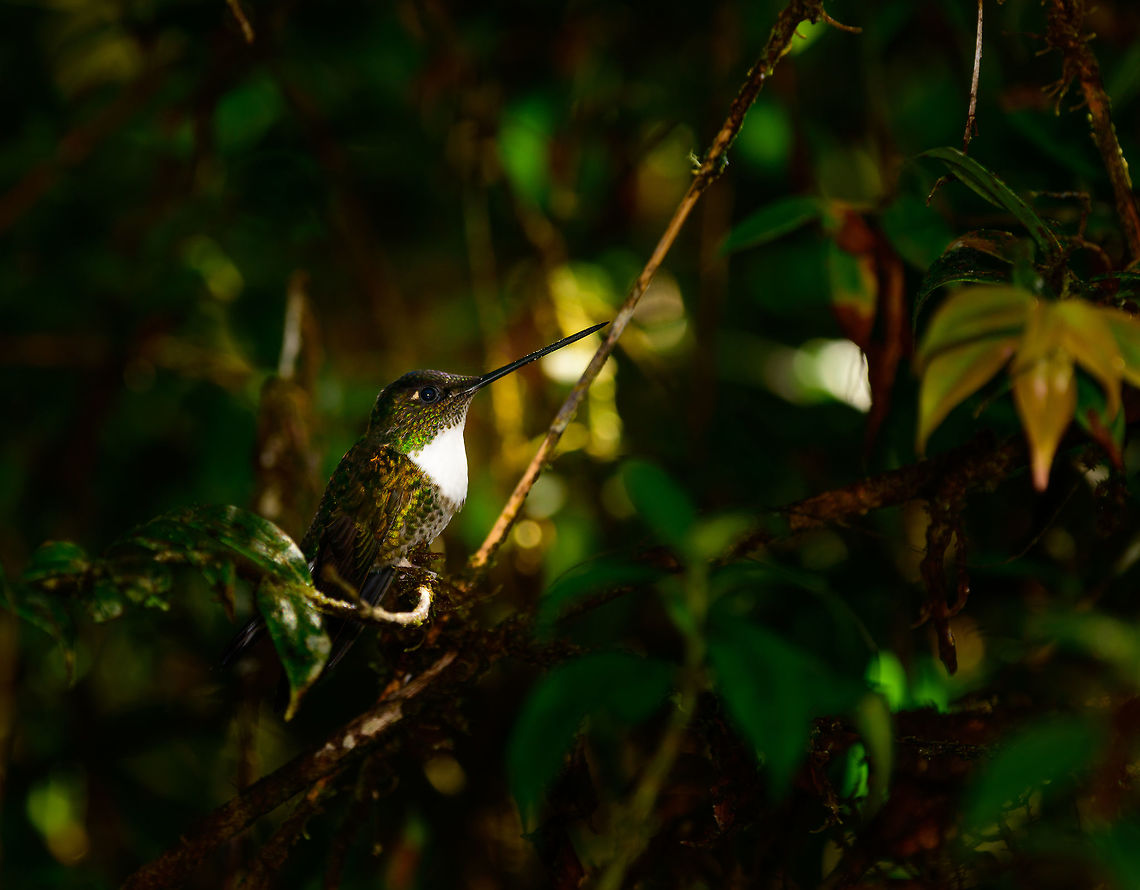 Collared Inca, Tatama National Park, Colombia  Cerro Montezuma,Choco,Chocó,Coeligena torquata,Collared inca,Colombia,Colombia Choco & Pacific region,Fall,Geotagged,Montezuma,South America,Tatama National Park,Tatamá National Park,World