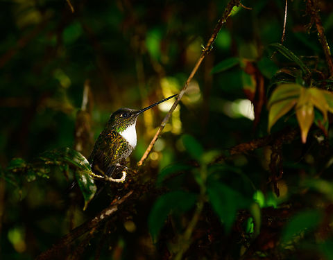 Collared Inca, Tatama National Park, Colombia  Cerro Montezuma,Choco,Chocó,Coeligena torquata,Collared inca,Colombia,Colombia Choco & Pacific region,Fall,Geotagged,Montezuma,South America,Tatama National Park,Tatamá National Park,World