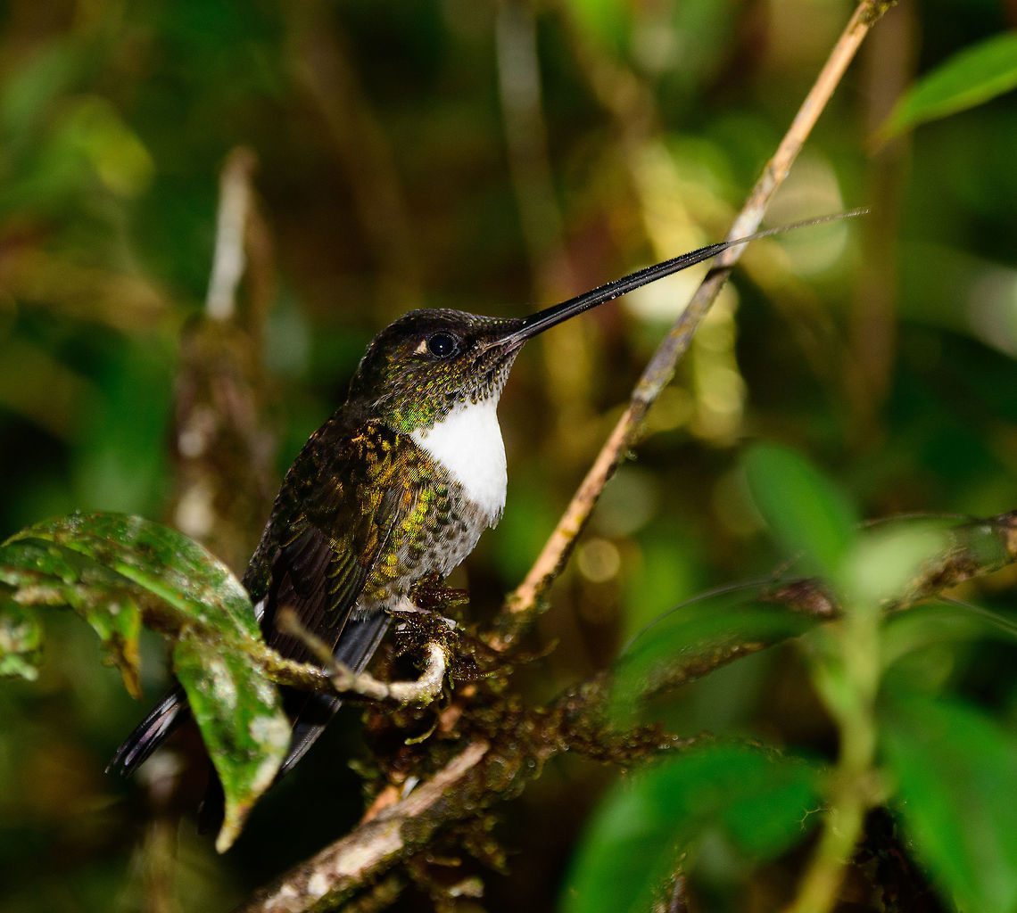 Collared Inca - Tongue out, Tatama National Park, Colombia  Cerro Montezuma,Choco,Choc&oacute;,Coeligena torquata,Collared inca,Colombia,Colombia Choco & Pacific region,Fall,Geotagged,Montezuma,South America,Tatama National Park,Tatam&aacute; National Park,World